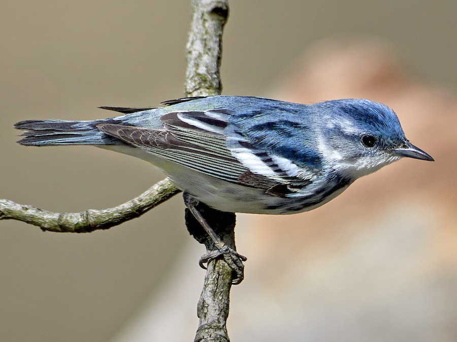 <p>Cerulean Warbler</p>