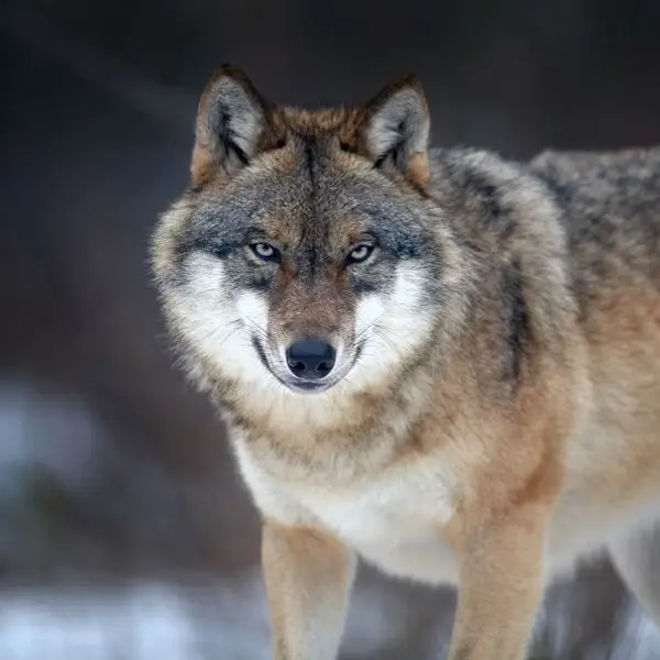 <p>wolf</p>