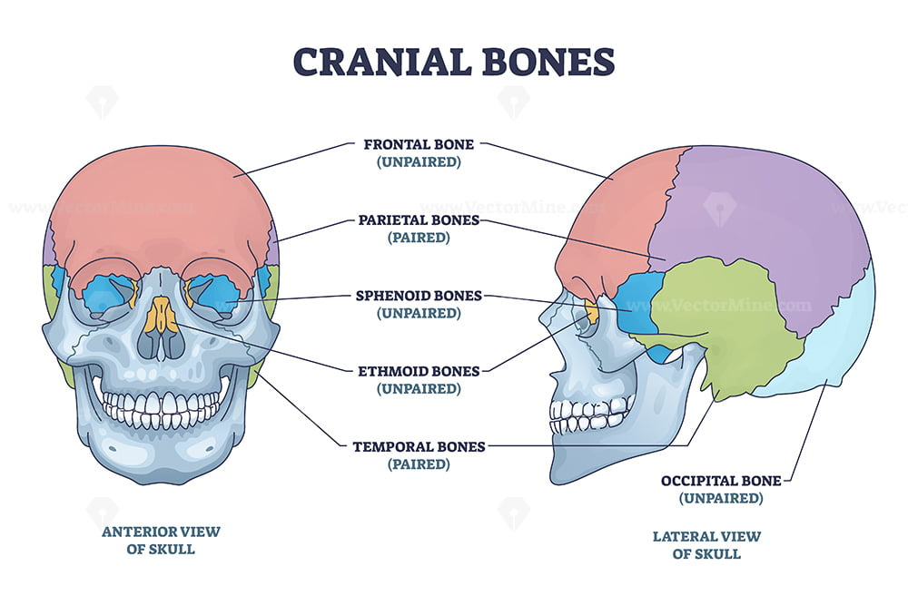 <p>Cranial Bones</p>