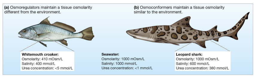 <p>Osmoconformers vs. Osmoregulators</p>