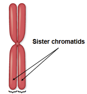 <p>after S phase, chromosomes are now composed of two identical copies called <strong><u>sister chromatids</u></strong></p>