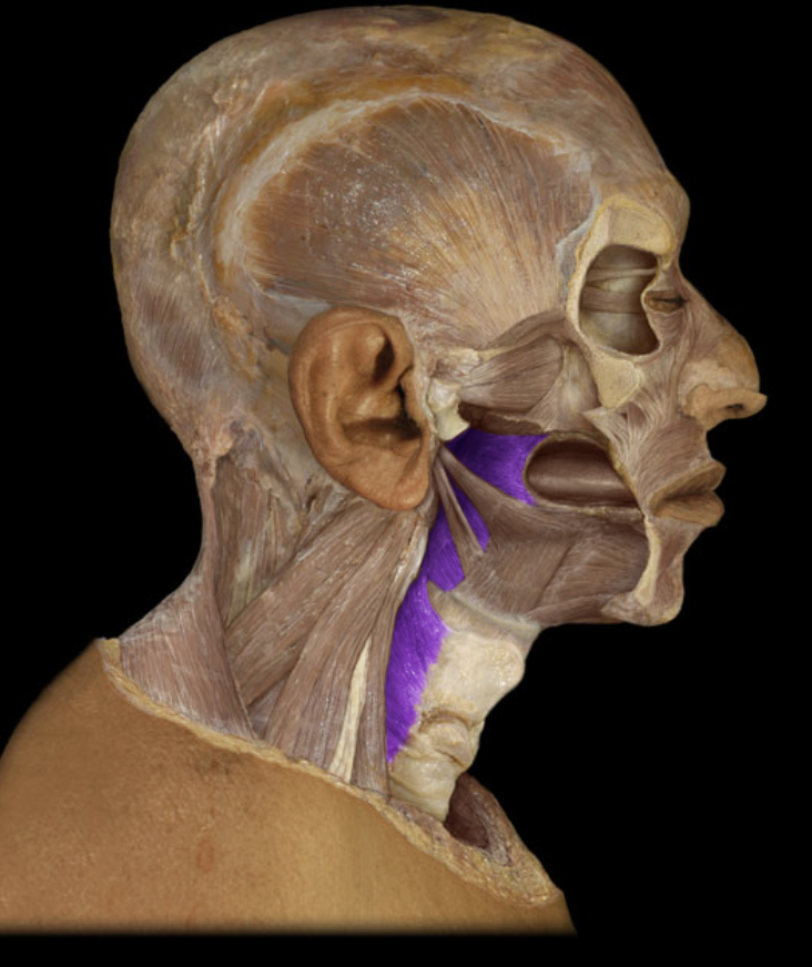 <p>Identification.</p>