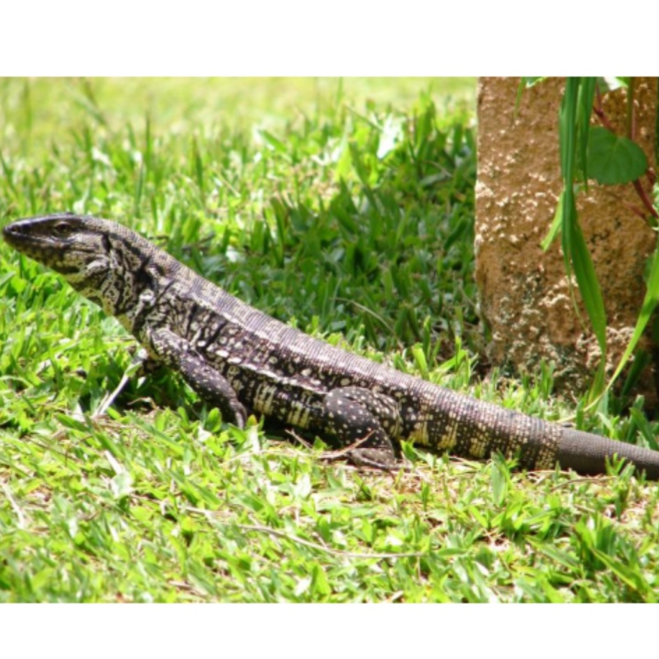 <p>name this animal</p>