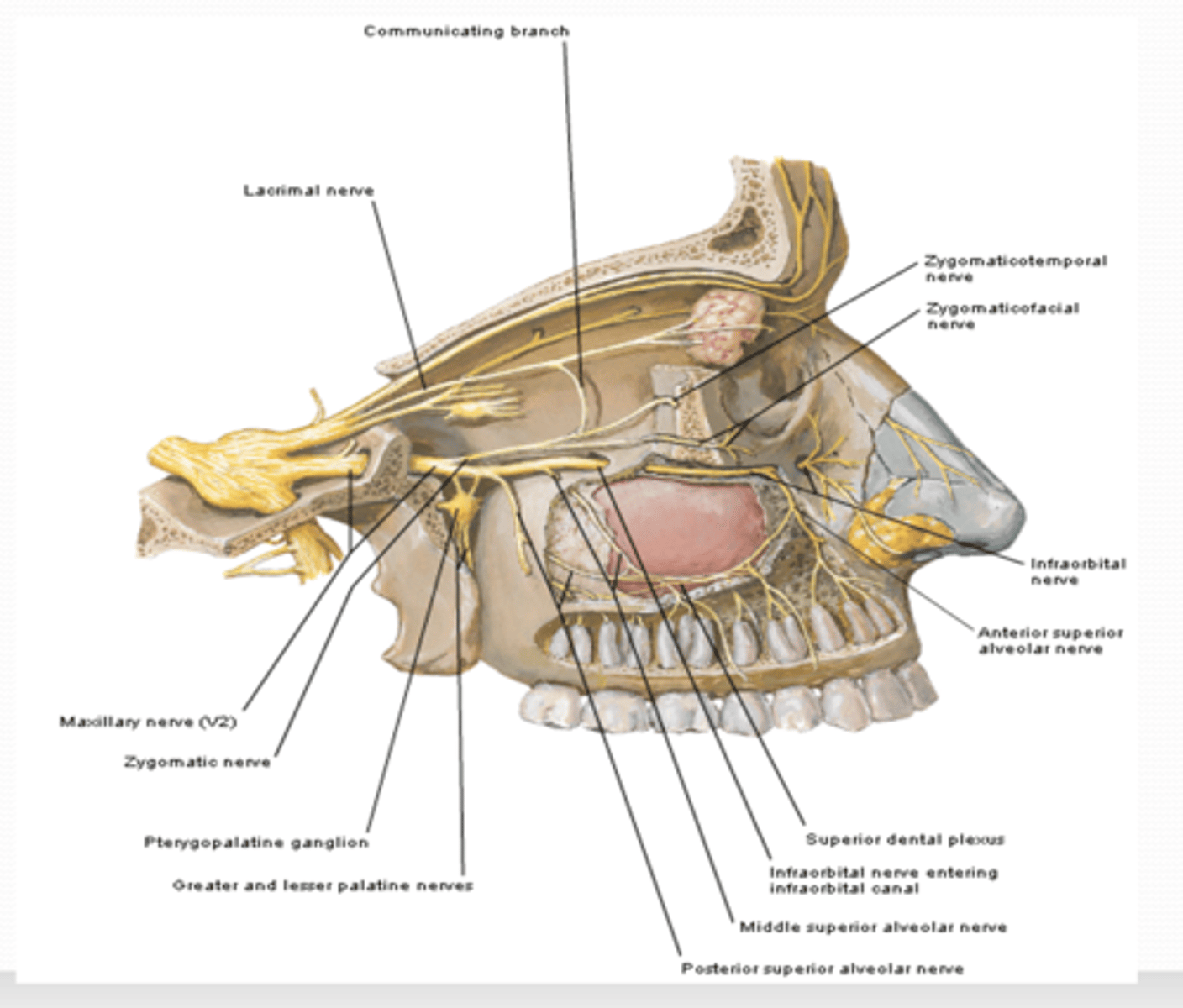 <p>What does the zygomaticofacial nerve innervate?</p>