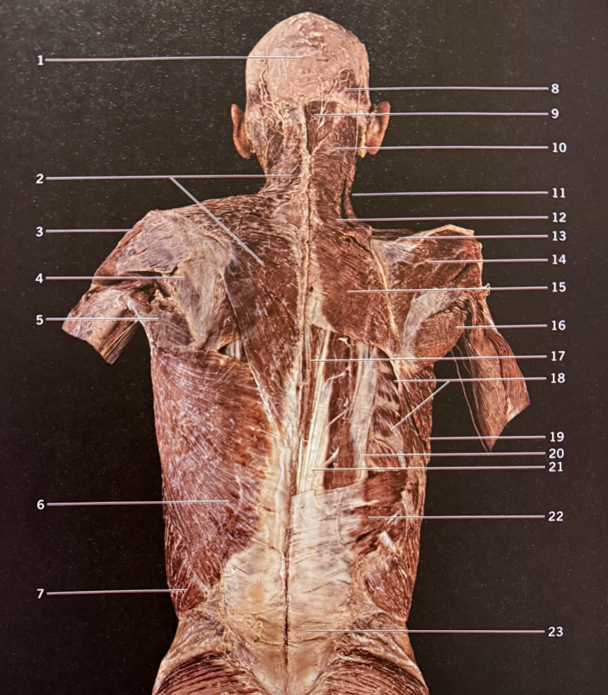 <p>18</p>
