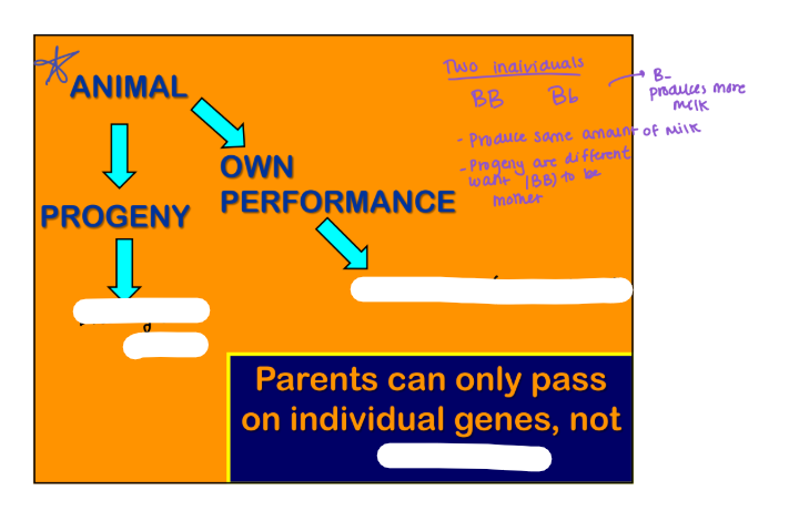 <p>Animal → Own Performance → _______</p>