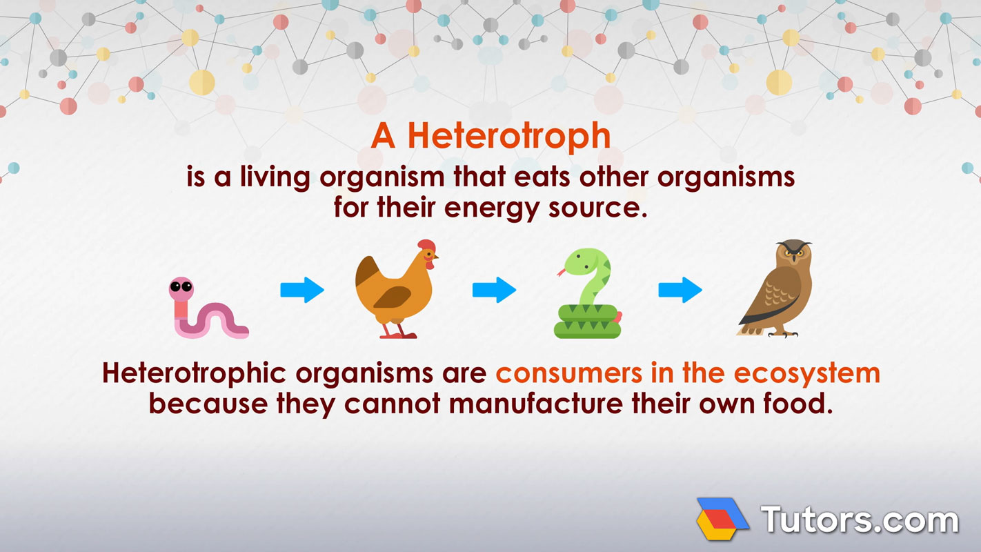 <p>Deriving nutrition by consuming other life forms</p>