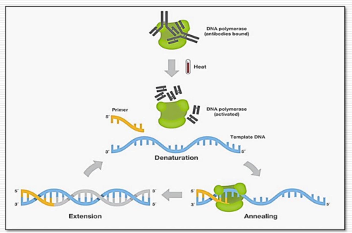 <p>prevent non-specific amplification during the set up of PCR reaction </p><p>- needs high temperature</p>