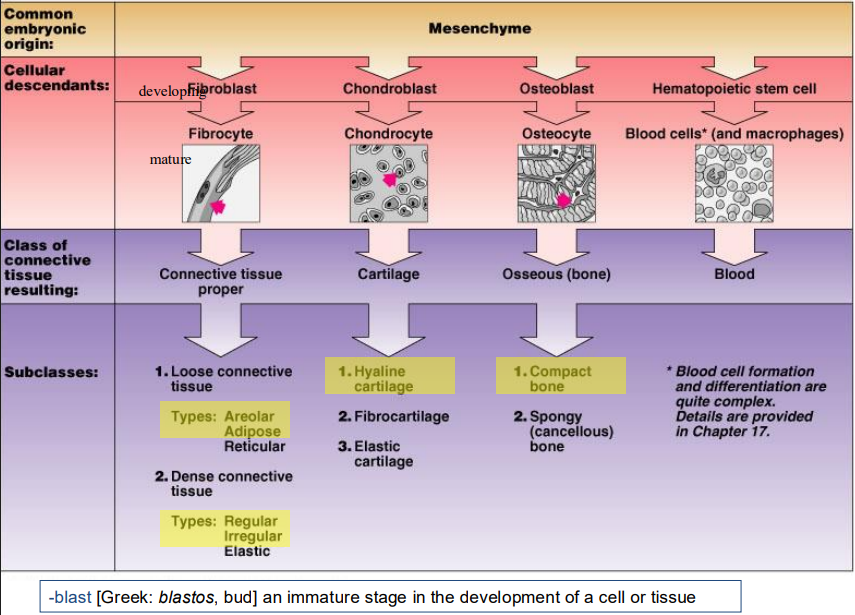 <p>Connective Tissue</p>