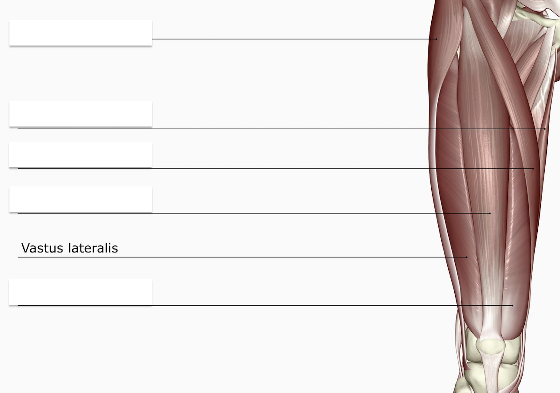 <p>The outer (Lateral) Bun </p>