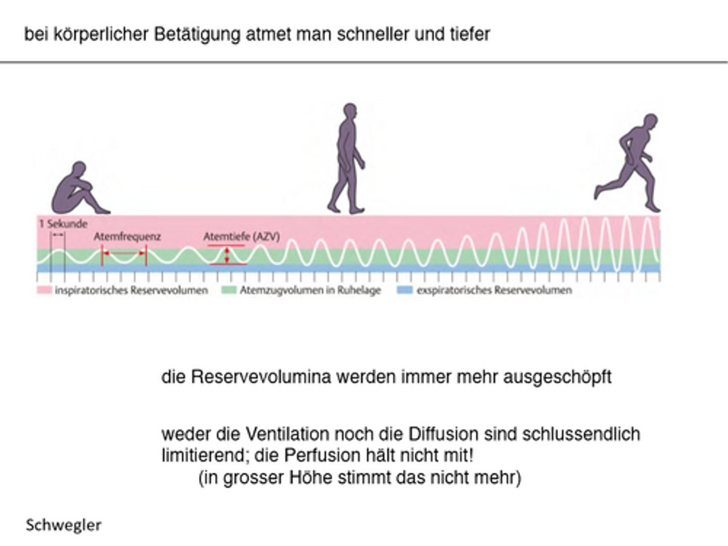 <p>Grund für die Unterscheidung der Verhältnisse zwischen Ventilation & Perfusion = weil wir ein grosses Reservevolumina haben</p><p>-> Atemtiefe & Atemfrequenz verändern sich</p>