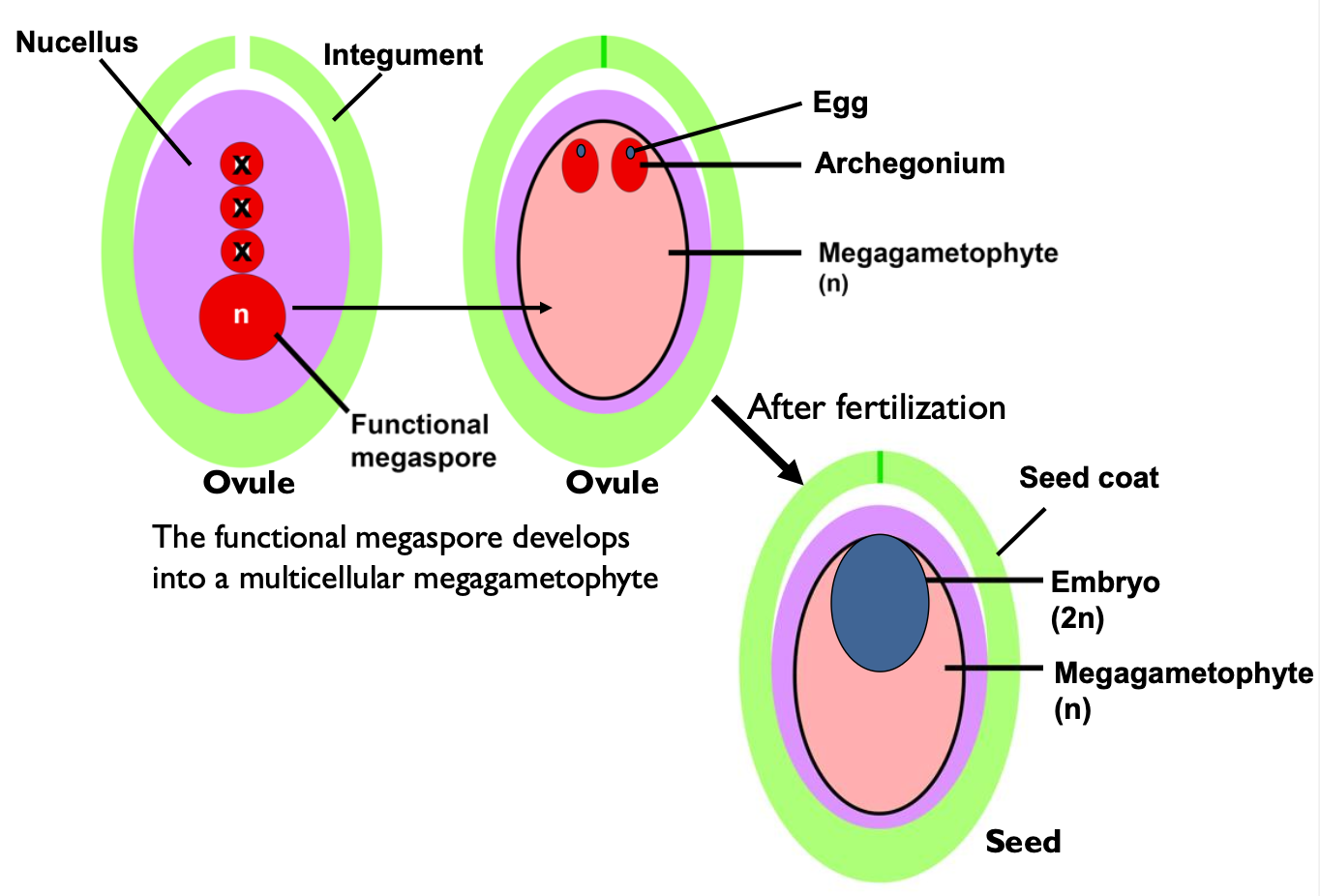 <p>Development of a gymnosperm seed.</p>