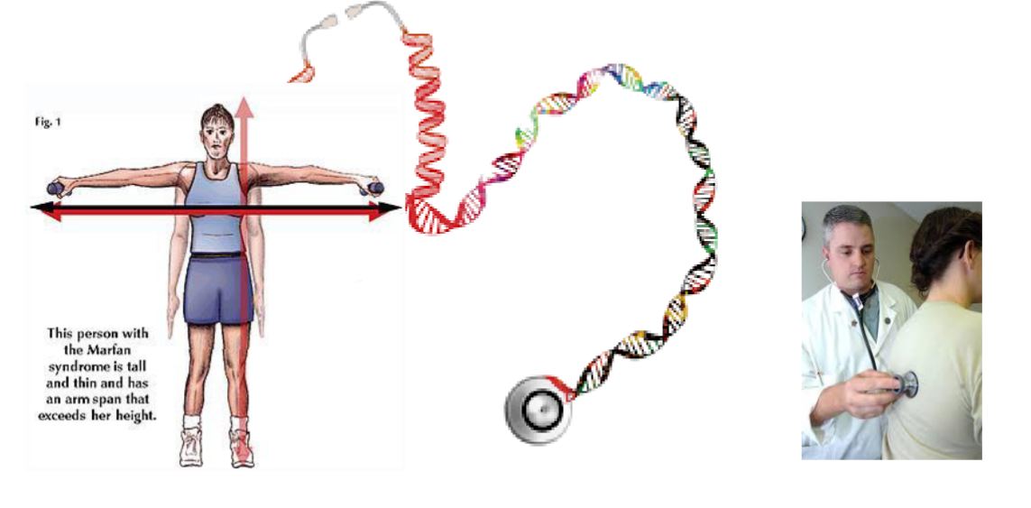 <p>Objective 4 <sub>(Explain the impact of variation of genetic inheritance on perceptions of risk, phenotype, and implications for genetic counseling)</sub></p>