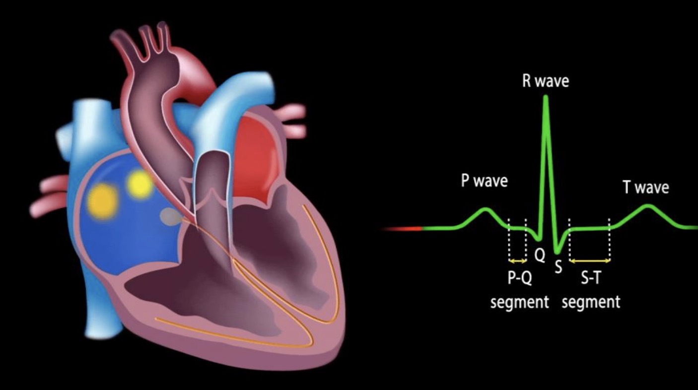 <p>What each wave indicate and what is their duration</p>