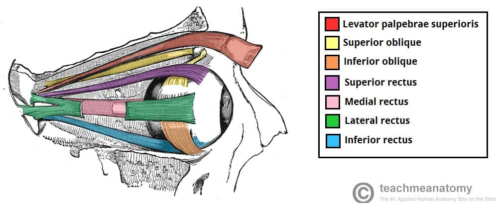 <p>what is the origin and insertion of the extrinsic muscles of the eye</p>