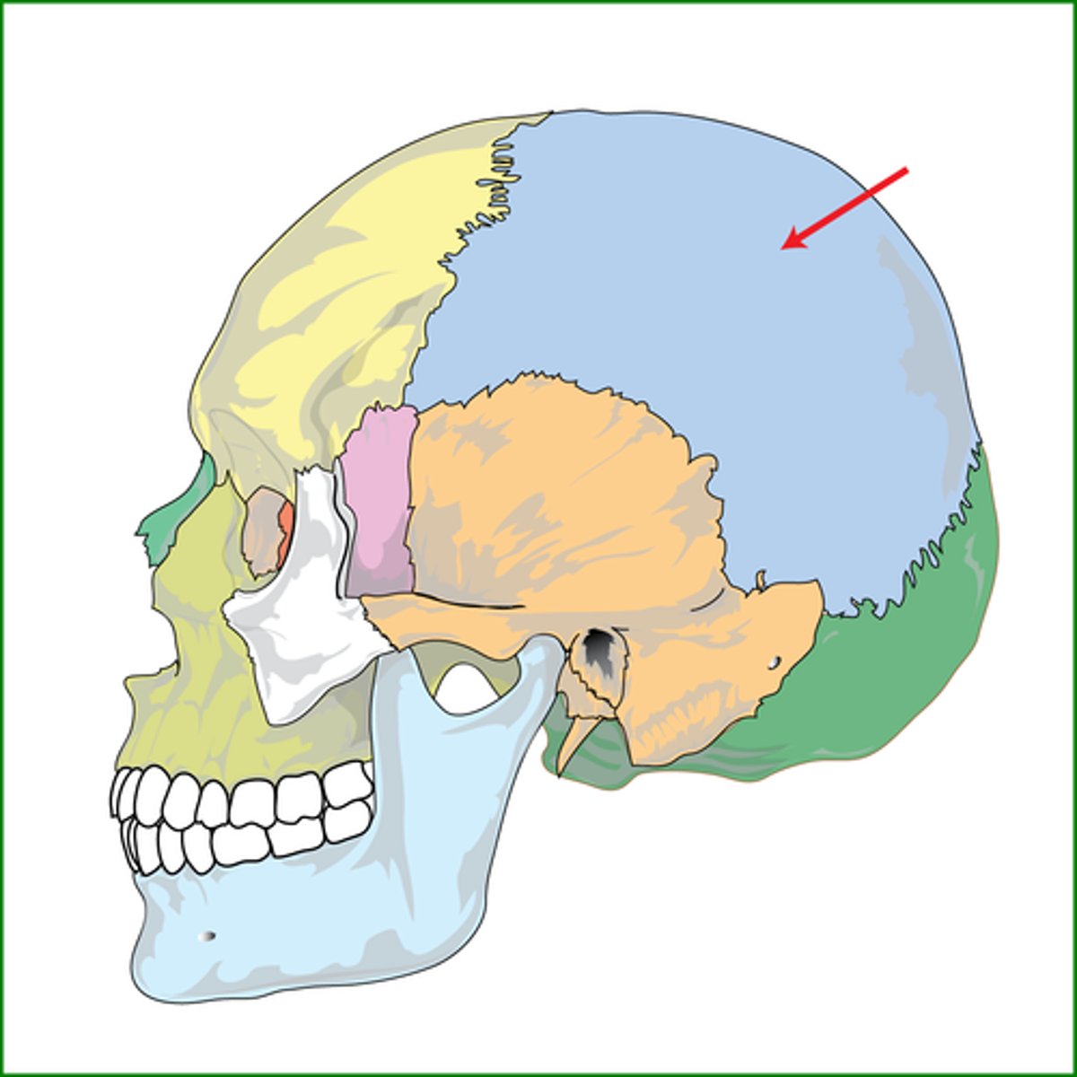 <p>ID bone at arrow</p>
