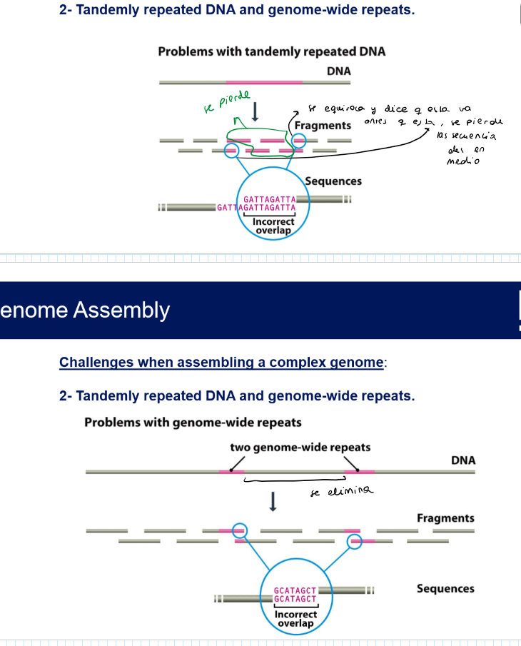 <p>Tandemly repeated DNA and genome-wide repeats</p>