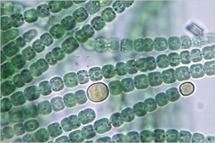 <p>Phylum?</p>