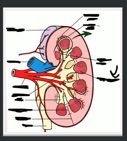 <p>What structure is arrow pointing to?</p>