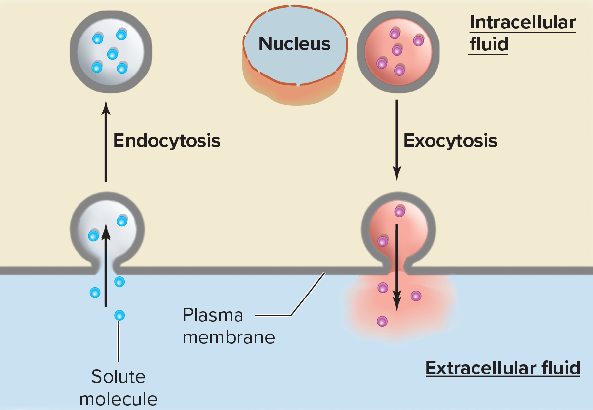 <p><span>Process in which intracellular vesicle fuses with plasma membrane, the vesicle opens, and its contents are liberated into the extracellular fluid</span></p>