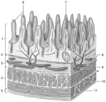 <p>Figure 24-2 The Wall of the Small Intestine<br></p><p>Use Figure 24-2 to answer the following questions:<br>Which structure controls the contraction of the muscularis externa?</p>