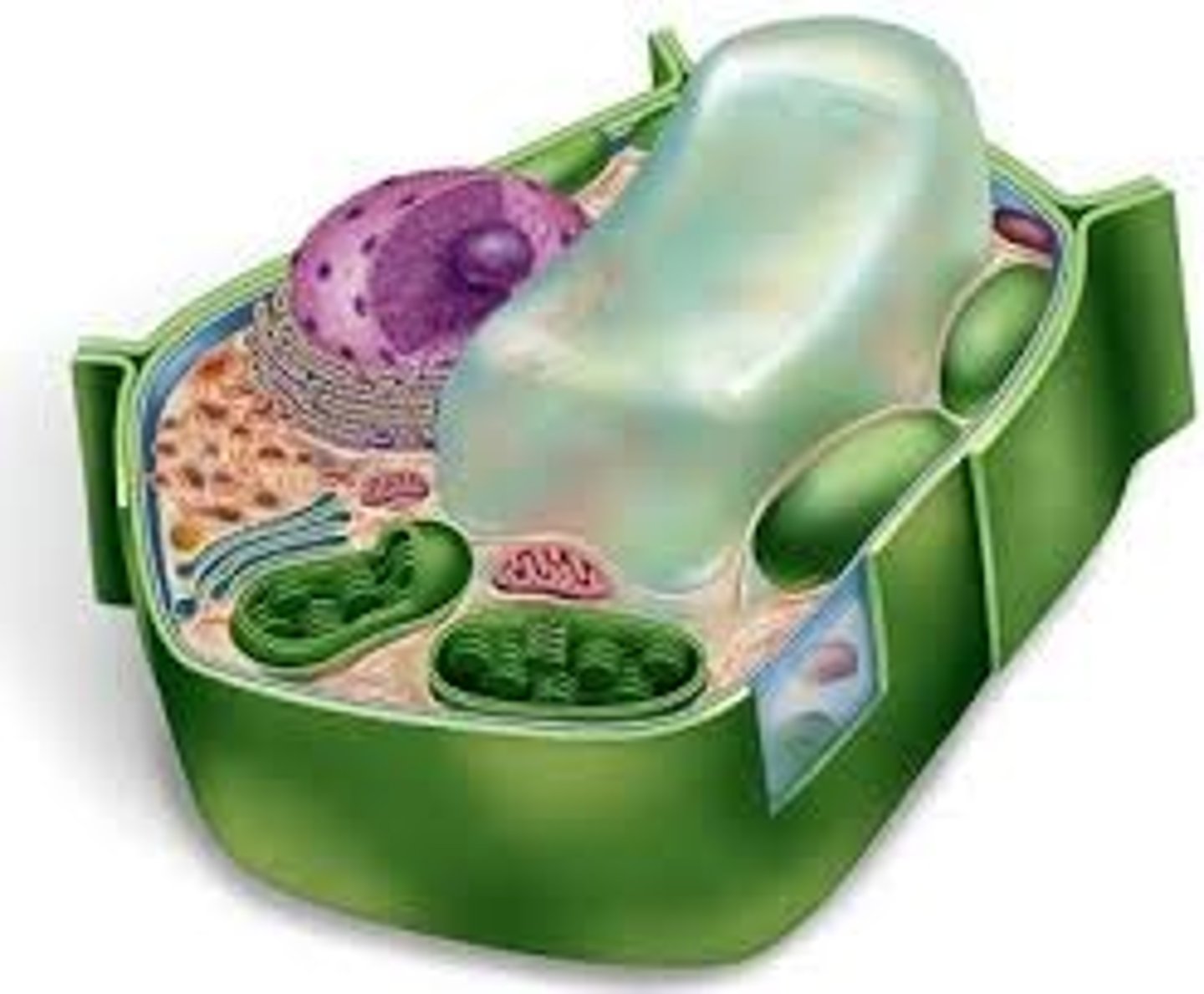 <p>Storage sac for food and water</p><p>Animal (many small) and Plant (1 large)</p>