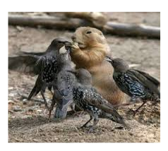 <p>competition between individuals of different species</p>