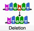 <p>A genetic mutation in which one base is omitted or left out; A change to a chromosome in which a fragment of the chromosome is removed.</p>