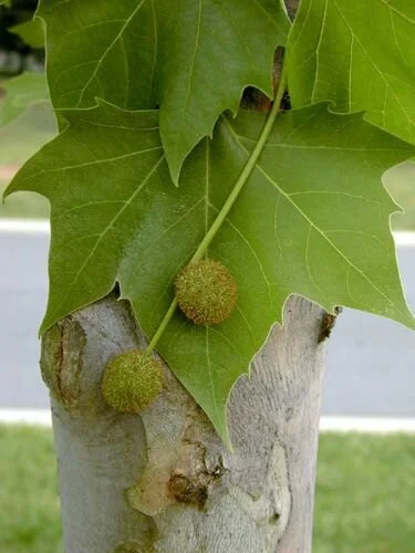 <p>sycamore</p>