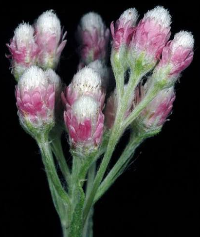 <p><span style="font-family: "Open Sans"; font-size: large;"><strong><u>Antennaria microphylla (Littleleaf pussytoes)</u></strong></span></p>