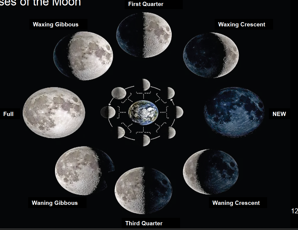<ol><li><p>new moon</p></li><li><p>waning crecent</p></li><li><p>third quarter</p></li><li><p>waning gibbous</p></li><li><p>full</p></li><li><p>waxing gibbous</p></li><li><p>first quarter</p></li><li><p>waxing crescent</p></li></ol><p></p>