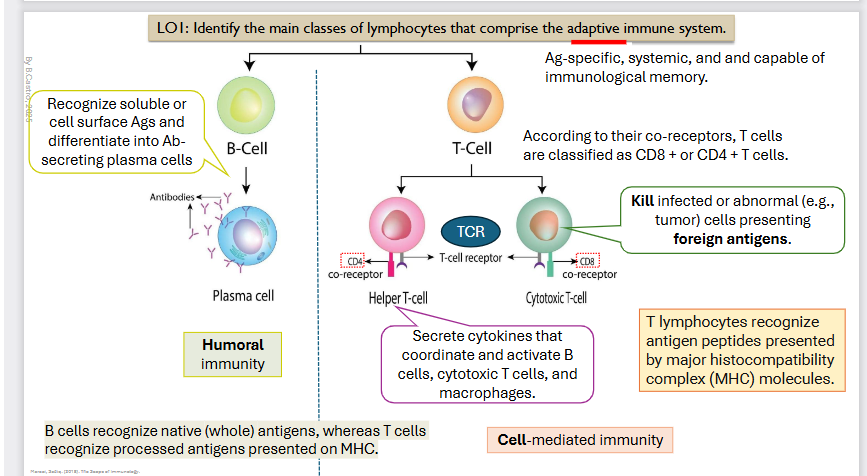 <p></p><p><strong>HUMORAL Immunity</strong></p><p><strong>B-Cells</strong></p><ul><li><p>Recognize soluble or cell surface <strong>Antigens </strong>and differentiate into <strong>Antibody secreting </strong>cells. </p></li><li><p>These guys go in and bind the whole pathogen or whole area</p></li><li><p><span>B cells recognize native (whole) antigens, whereas T cells</span><br><span>recognize processed antigens presented on MHC</span></p></li></ul><p></p>
