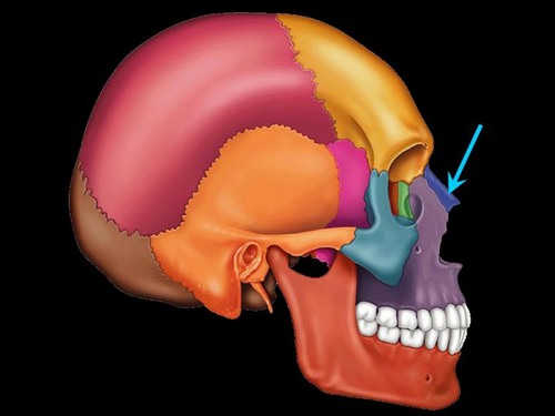 <p>nose area</p>