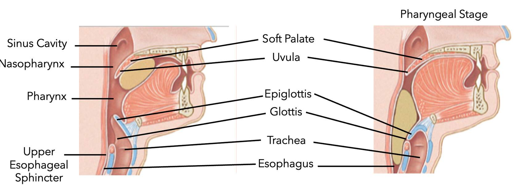 <ol><li><p>sense bolus at <u>pharynx </u>→</p></li><li><p>pharyngeal stage of swallowing triggered →</p></li><li><p>sensory neurons activate neural reflex →</p></li><li><p>close <u>nasopharynx </u>(lift <u>uvula </u>of <u>soft palate</u>) →</p></li><li><p><u>epiglottis </u>bent back over glottis to stop food enter into trachea →</p></li><li><p><u>upper esophageal sphincter</u> relaxes →</p></li><li><p>bolus goes down esophagus</p></li></ol><p></p><p>swallowing = reflex move bolus into esophagus by close sinus cavity &amp; airway</p><p>upper esophageal sphincter = open to allow bolus down esophagus</p><p>lower esophageal sphincter = open to allow bolus down into stomach</p>