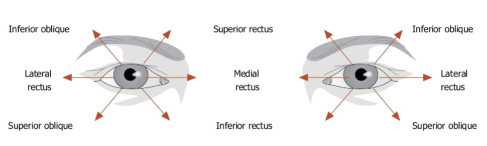 <ol><li><p>Lateral rectus </p></li><li><p>Medial Rectus</p></li></ol><p></p>