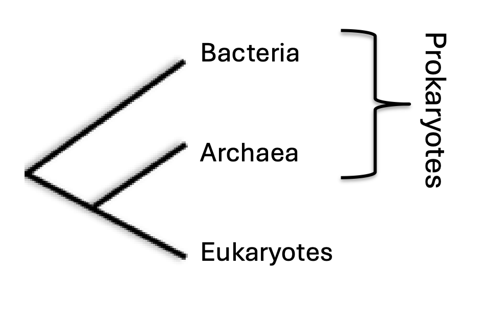 <p>Prokaryotes and eukaryotes</p><ul><li><p>Plasma membrane</p></li><li><p>cytoplasm </p></li><li><p>DNA and RNA</p></li><li><p>Ribosomes</p></li><li><p>remember the hypothesis where they were free floating bacteria</p></li></ul><p>Eukaryotes</p><ul><li><p>Membrane bound organelles (<span>structures inside eukaryotic cells that are surrounded by their own membrane.)</span></p></li><li><p>nucleus </p></li></ul><p></p>