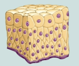 <p>Epithelial tissues location and purpose: transitional epithelium</p>