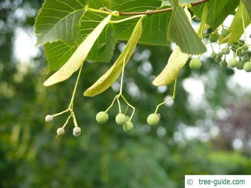 <p>round balls, green to brown and nut like drupes.</p>