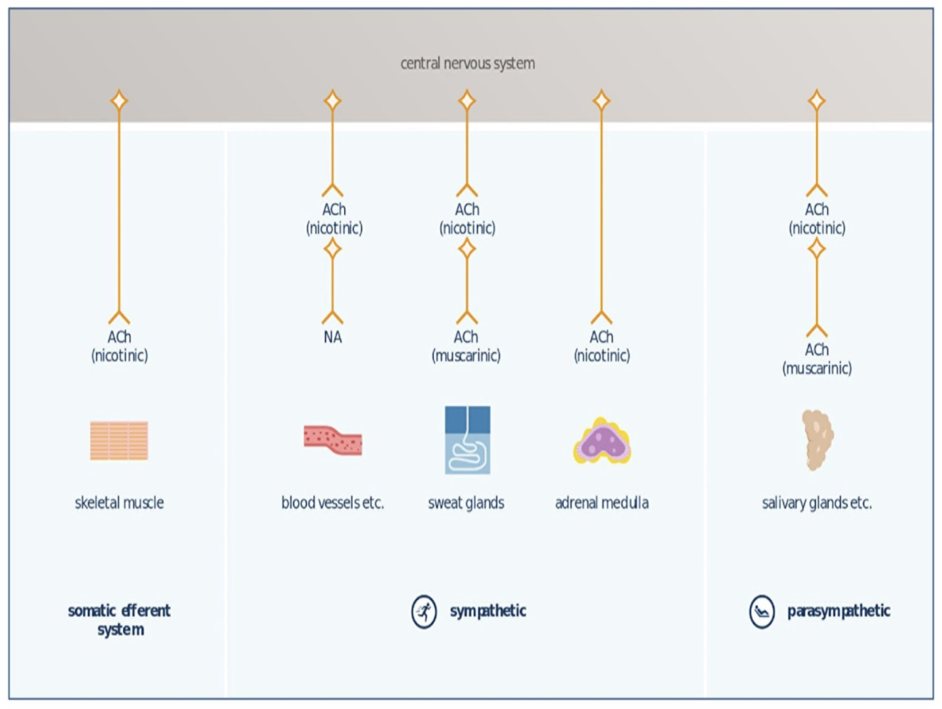 <ul><li><p>pre gang → ACh (nicotinisch) in in beide systemen</p></li><li><p>post-ganglionair</p><ul><li><p>para → ACh (muscarinisch) </p></li><li><p>symp → NA (adrenerge, GPCR) </p></li></ul></li></ul><p></p>