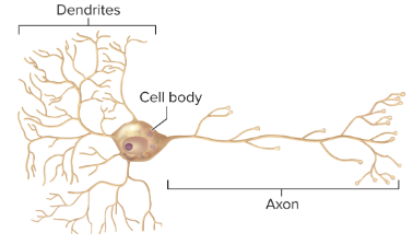 <p>all motor neurons</p><p>*most interneurons</p><p>*multiple processes extend directly from the cell body; many dendrites and 1 axon; most common type of neuron</p>