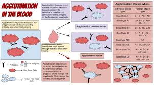 <p>What is agglutination?</p>