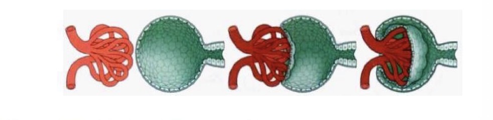 <p>What is the glomerulus?</p>