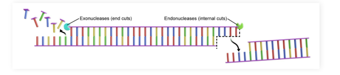 <ul><li><p>Nucleotide cleaving enzymes differing in their target location</p></li></ul><p></p>