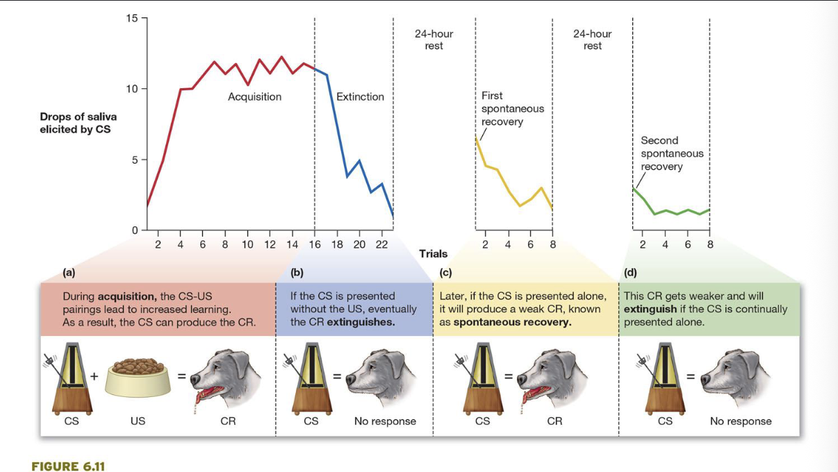 <p>If the conditioned stimulus is presented without the unconditioned stimulus, eventually the conditioned response EXTINGUISHES </p>