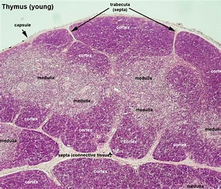 <p>Thymus</p>