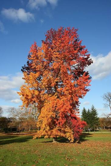 <p>A tall, straight canopy tree with corky, rigid bark.</p>
