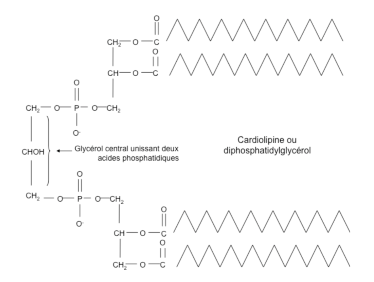 <p>dans le coeur, lipide complexe formé de deux acides phosphatidiques unis par un glycérol </p>