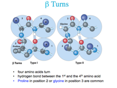 <p>A beta turn results in a tight 180° reversal in the direction of the polypeptide chain. Glycine is the smallest and thus most flexible amino acid, and proline can readily assume the cis configuration, which facilitates a tight turn</p>