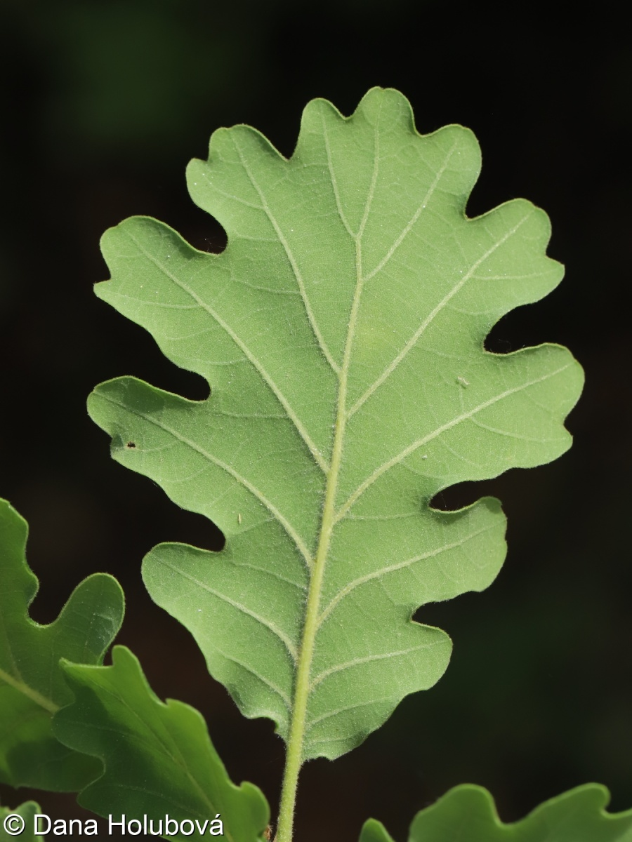 <p>chlupaté</p>