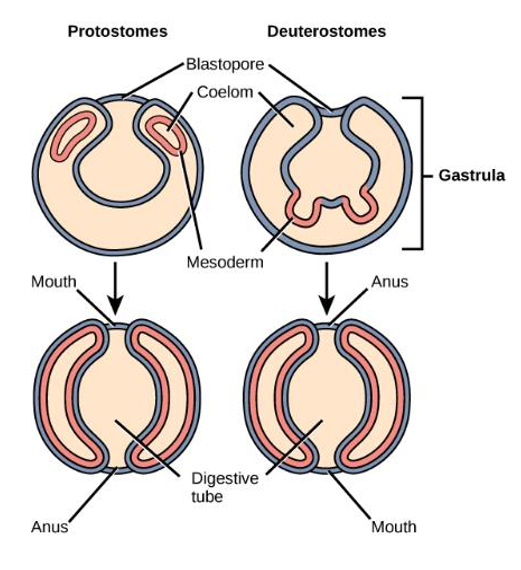 <p>A good diagram to reference</p>